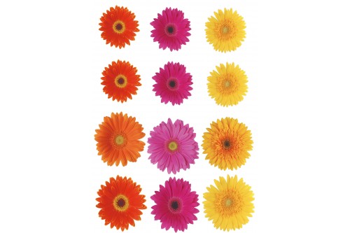 Statička prijanjajuća folija - Gerberi